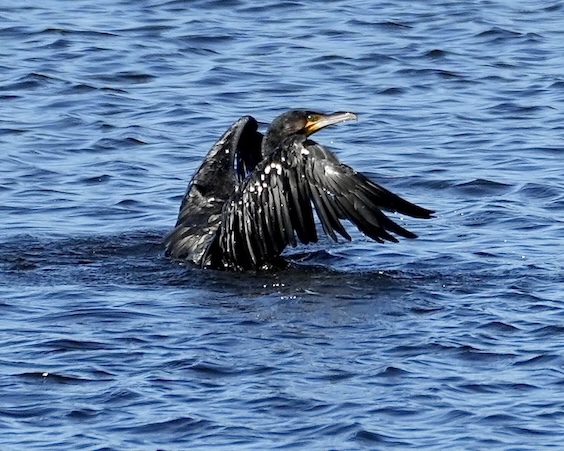 cormorant